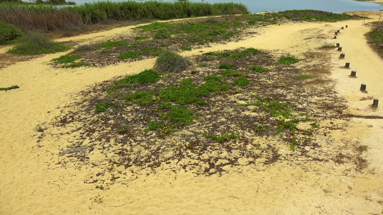 Mid-clip frame in San Jose Del Cabo, Mexico where the sandy path and green groundcover remain foregrounded while blue water, reeds, and distant landforms start to show, with no visible people.