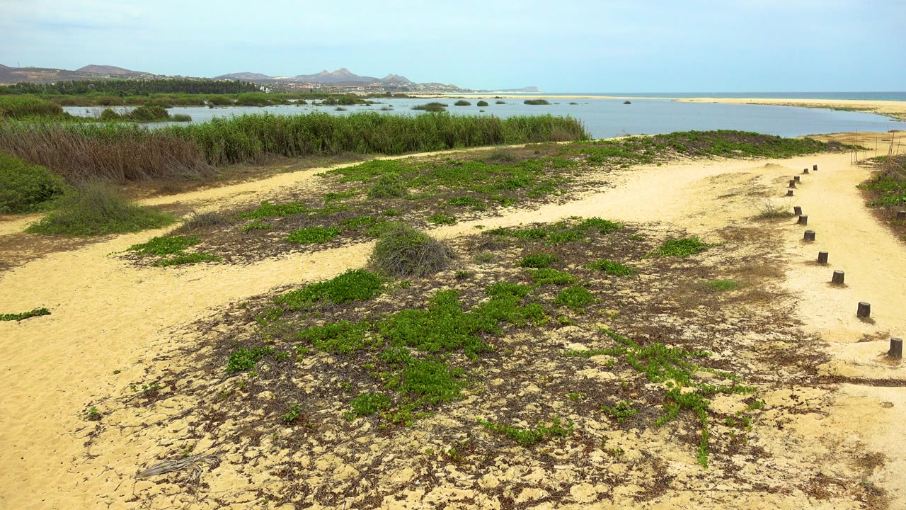 Wide view in San Jose Del Cabo, Mexico, showing a sandy path through green and brown dune vegetation beside calm water, with reeds at left, low hills in the distance, and no visible people.