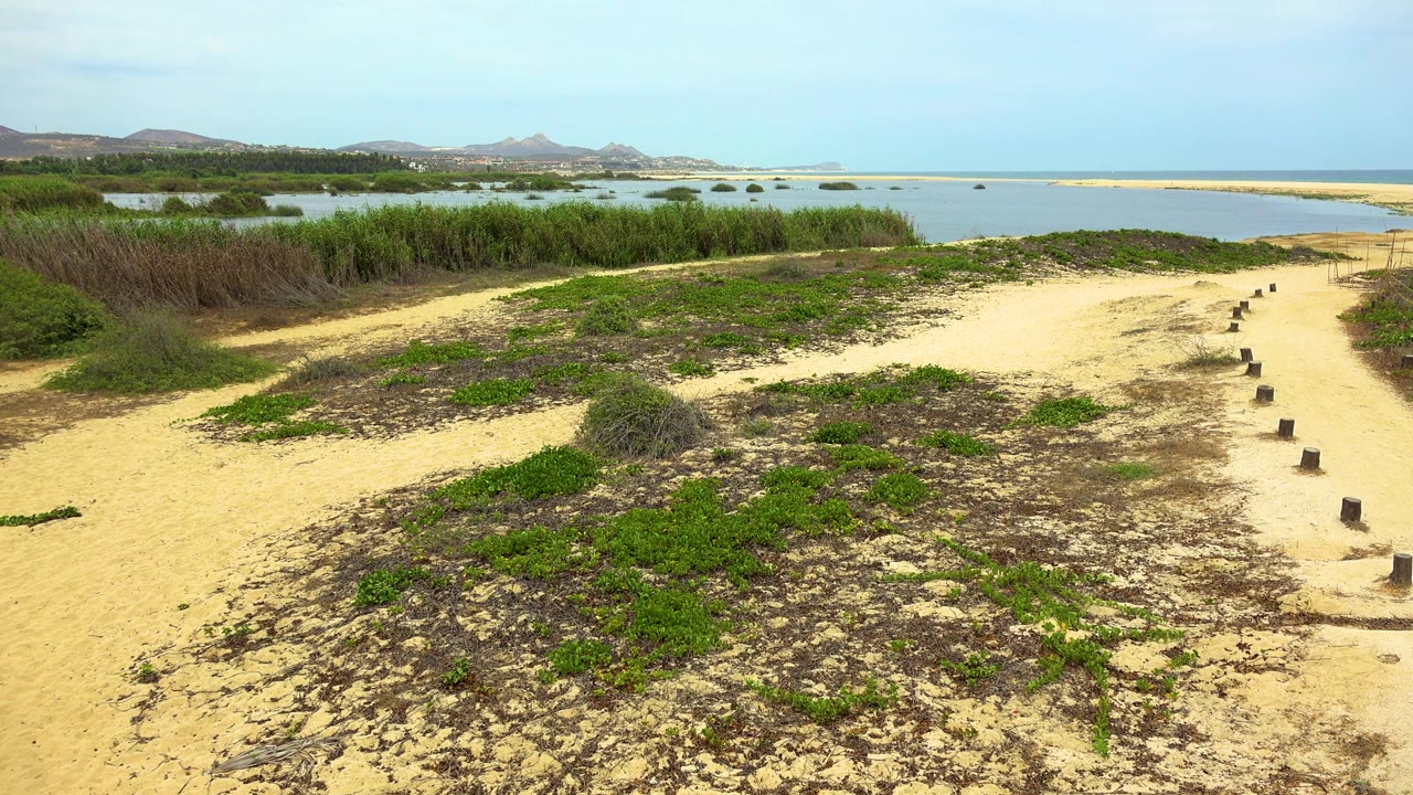 Wide San Jose Del Cabo shoreline view with an empty sand path curving between reeds and low vegetation toward calm water, distant hills, and no visible people.