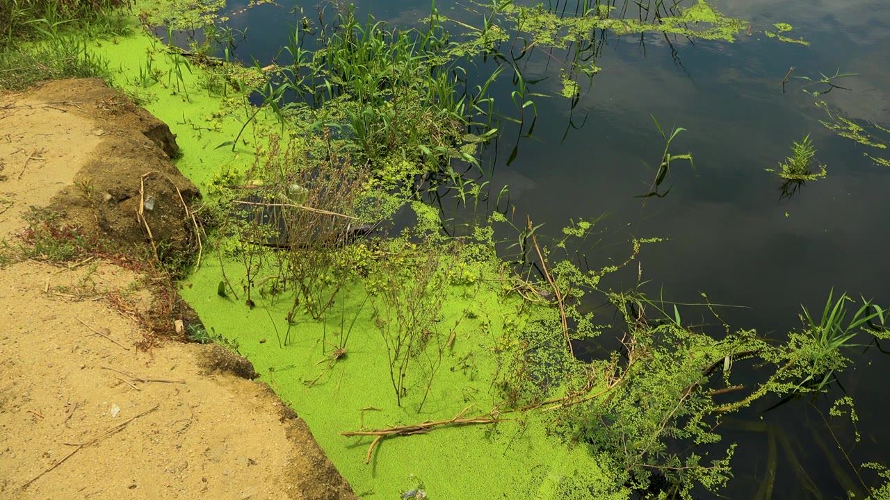 A similar San Jose Del Cabo riverbank view shows more open dark water to the right, green floating growth along the edge, reeds, shrubs, sandy soil, and no visible people.