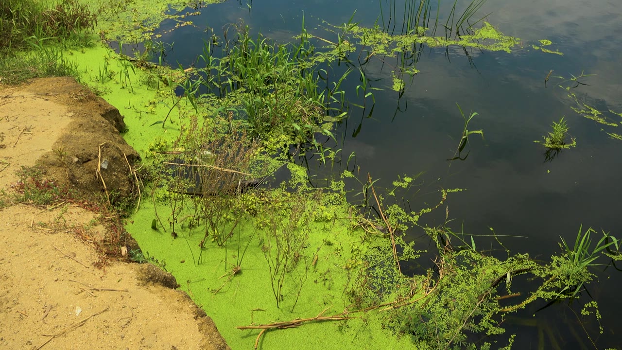 Green floating growth spreads along the San Jose Del Cabo waterline, with a sandy bank at left, clustered shrubs near center, reeds in the water, and no visible people.