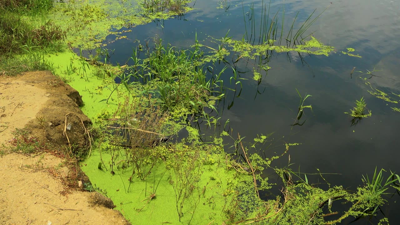 The bank remains close in frame with sandy soil at left, bright green floating growth below, tangled brush and reeds near the center, dark water at right, and no visible people.