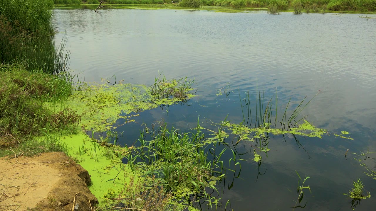 San Jose Del Cabo river edge with bright green floating plants, reeds on the left bank, rippled water, distant vegetation, and no visible people.