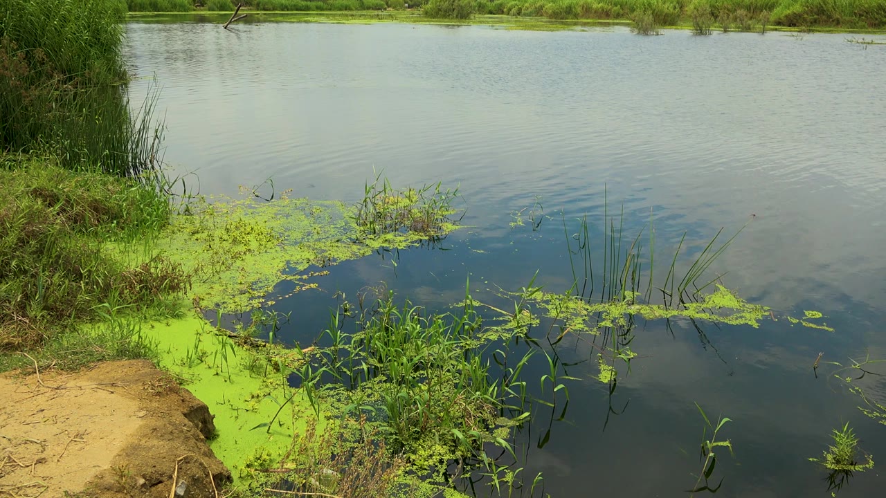 San Jose Del Cabo river view with a sandy corner, floating green vegetation spreading across the water, tall reeds at left, and no visible people.