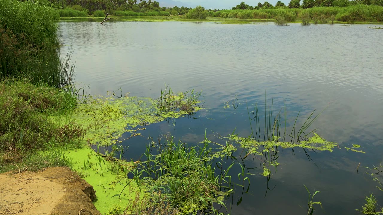 San Jose Del Cabo river scene with a wider spread of open water, shoreline plants in the foreground, reeds along the left edge, distant greenery, and no visible people.