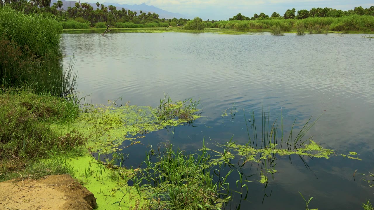 San Jose Del Cabo riverbank with rippled water, floating plant mats near the foreground, tall grasses at left, distant trees, faint hills, and no visible people.