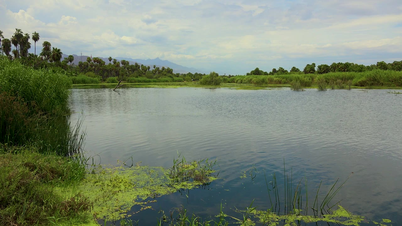 Opening frame of a San Jose del Cabo lagoon or pond with reeds at left, palms on the far bank, distant hills, cloudy sky, rippled water, floating green plants, and no visible people.