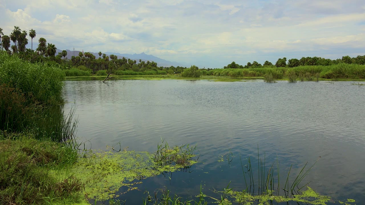 Early frame in San Jose del Cabo showing rippled water across the foreground, a dense clump of reeds near the left side, palms beyond the far bank, pale clouds, and no visible people.