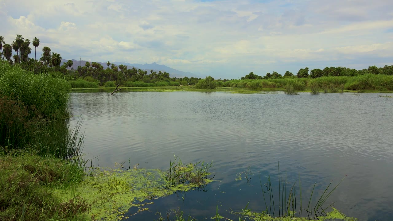 San Jose del Cabo wetland frame with broad gray-green water, foreground aquatic plants near the lower edge, a green far shoreline, palms at left of center, distant hills, and no visible people.
