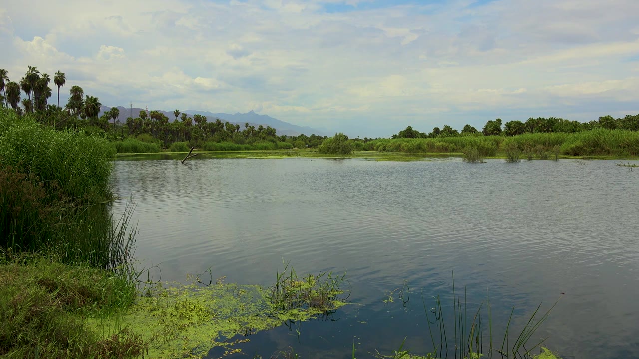 Mid-clip San Jose del Cabo frame with the reed mass close to the left edge, floating plants along the lower foreground, a wide pond surface, palms and shrubs on the far bank, hazy hills, and no visible people.