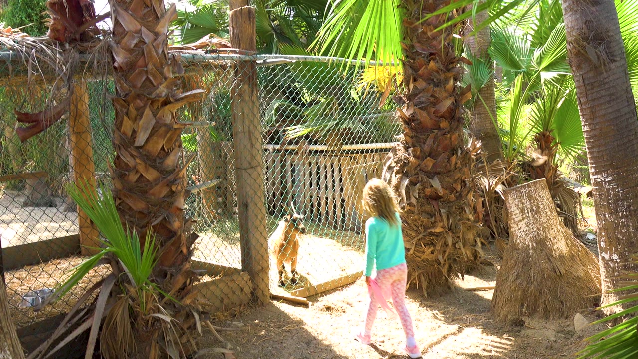 Child continues along the fence toward goats near palm trees.
