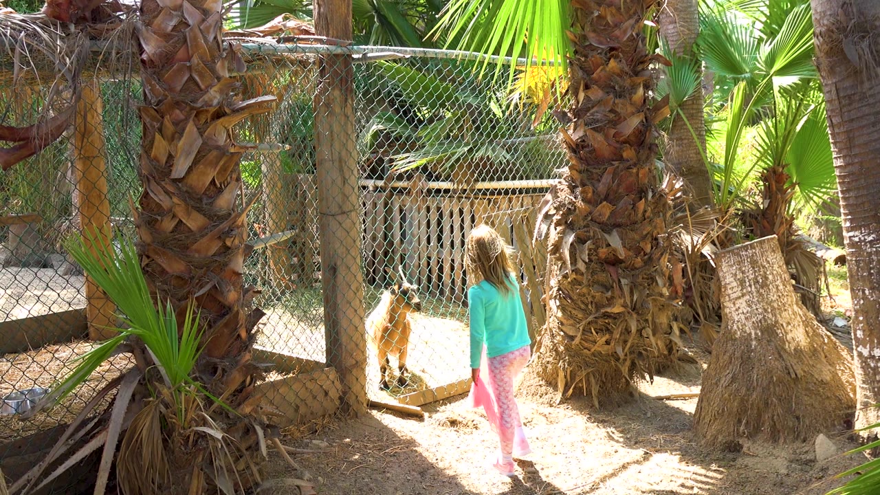 The girl stands near a palm trunk and looks toward goats behind the chain-link fence at the San Jose del Cabo zoo exhibit.