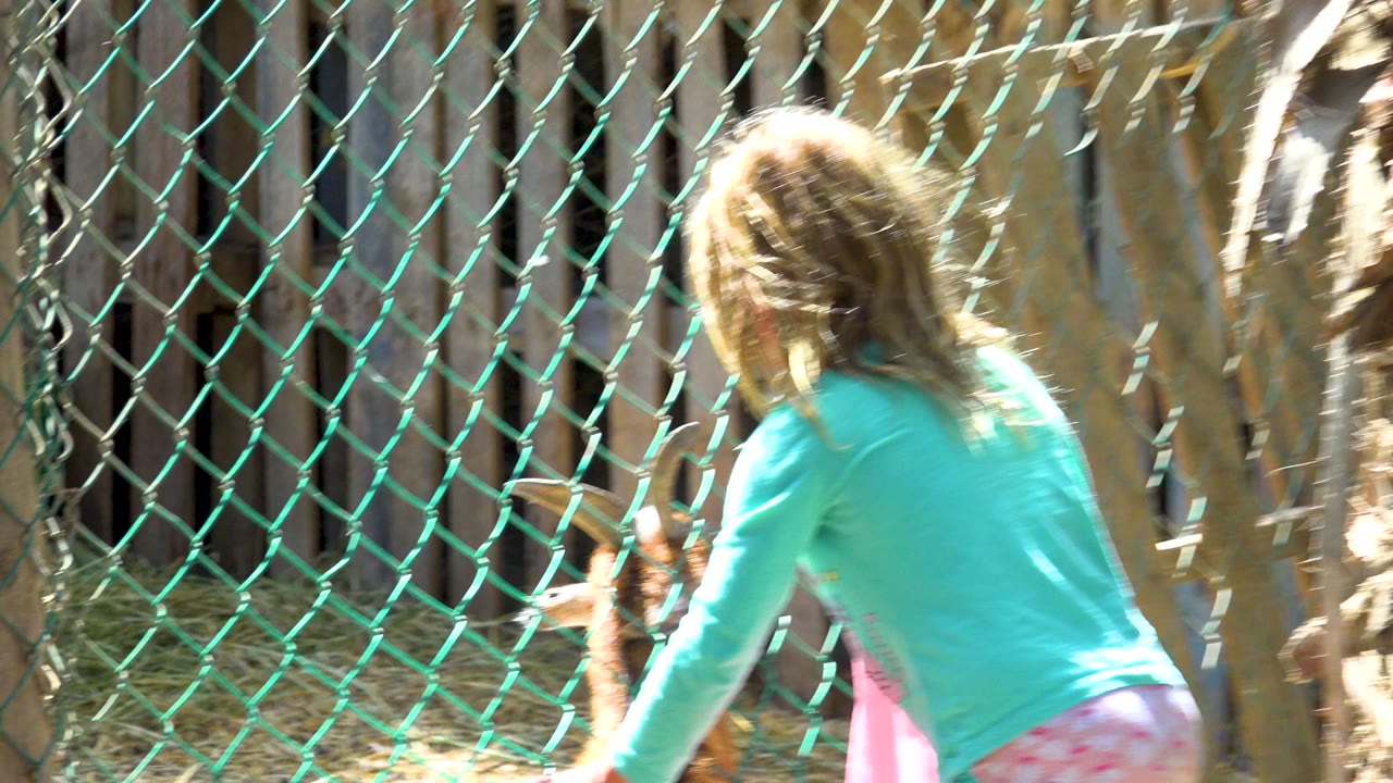 In San Jose del Cabo, Mexico, a young girl in a turquoise shirt leans toward a white and brown horned goat behind green chain link fencing at the start of the clip.