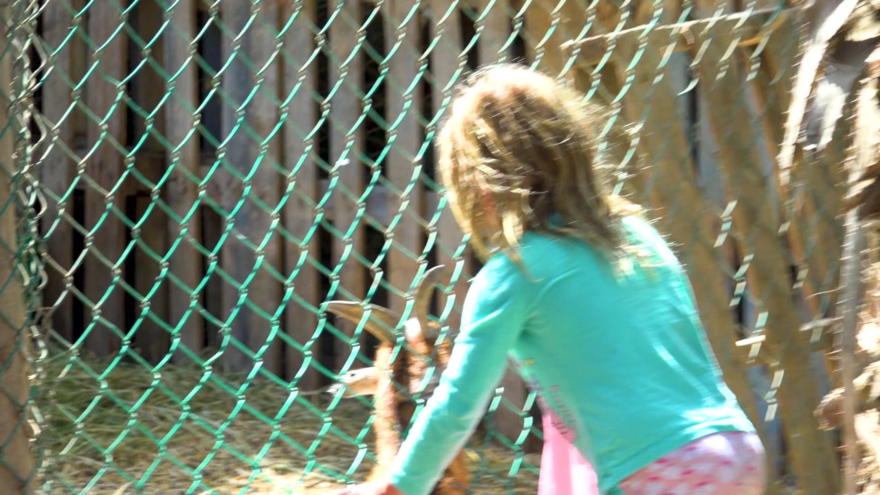 Girl seen from behind beside a goat enclosure fence.