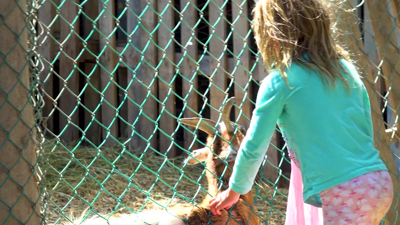 The girl stands close to the fence and lowers one hand toward the brown part of the goat while the animal faces her from inside the enclosure.