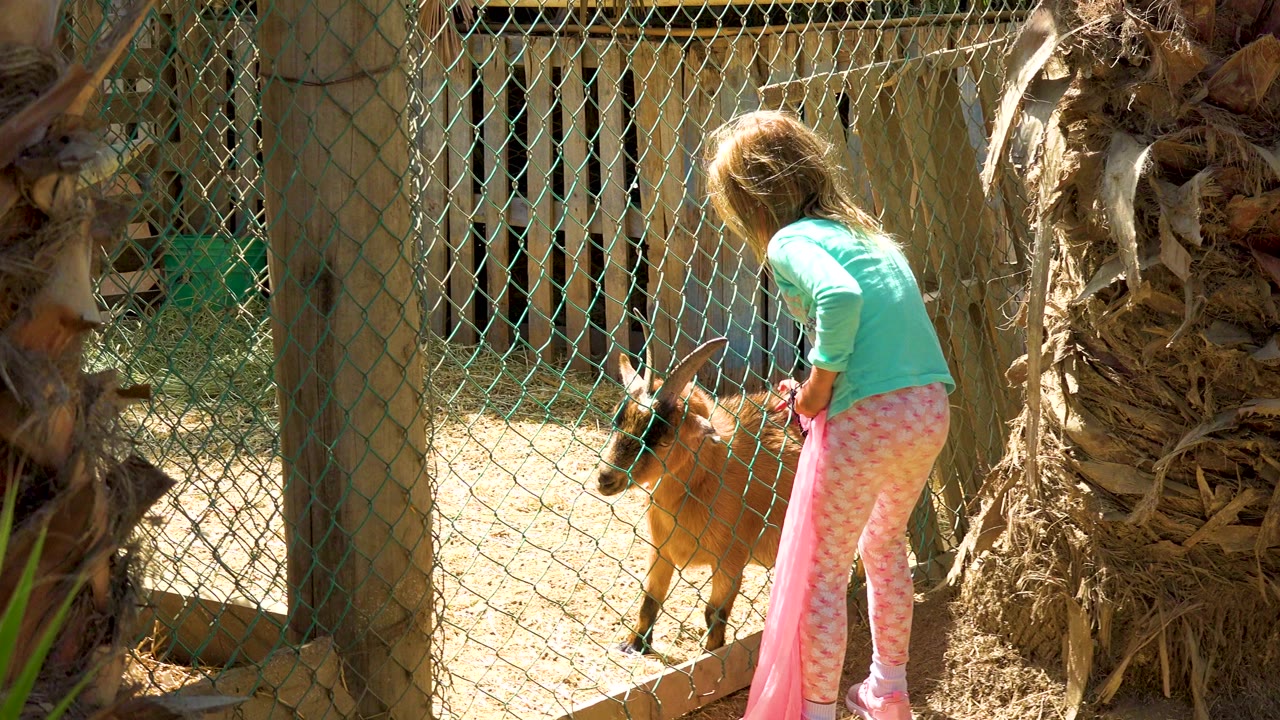 At 0:00 in San Jose del Cabo, Mexico, a young girl in a turquoise shirt leans toward a small goat behind a chain-link fence beside palm trunks.