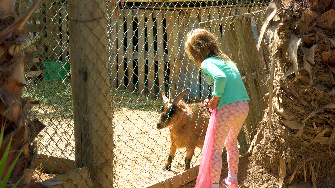 Young girl stands close to the fence as the goat faces her.