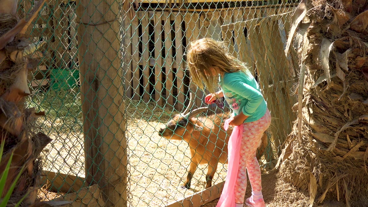 At 0:02 in San Jose del Cabo, Mexico, the girl bends slightly and extends a hand toward the goat's head through the fence line.
