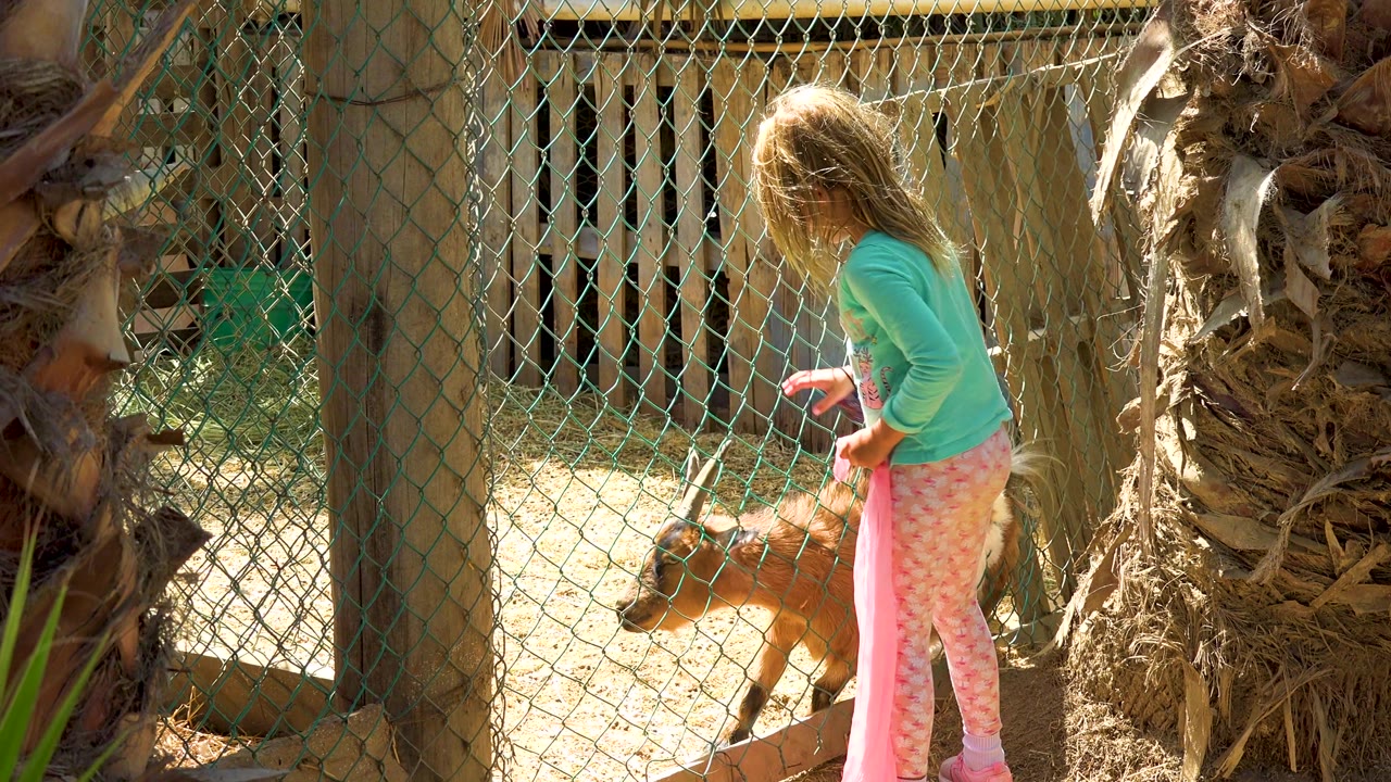 Girl holds a pink cloth while a goat stands behind the fence.