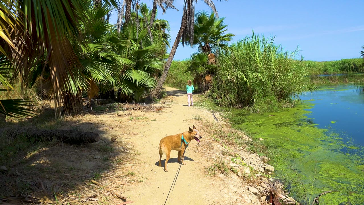 At 0:01 in San Jose del Cabo, the leashed tan dog faces farther down the sandy shoreline path, with palm leaves framing the left side and bright green water filling the right edge.