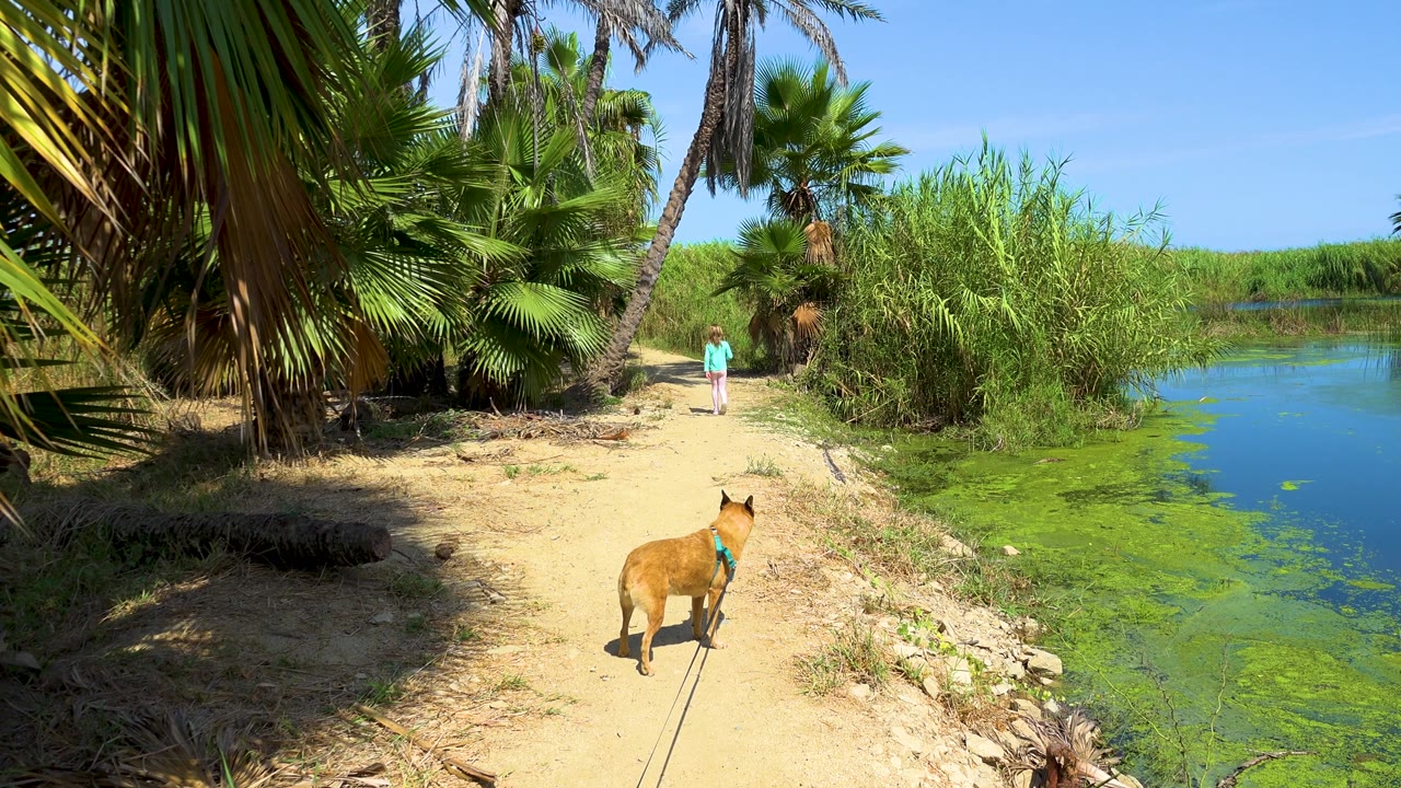 Dog on sandy path under palm shade beside green lakeshore water.