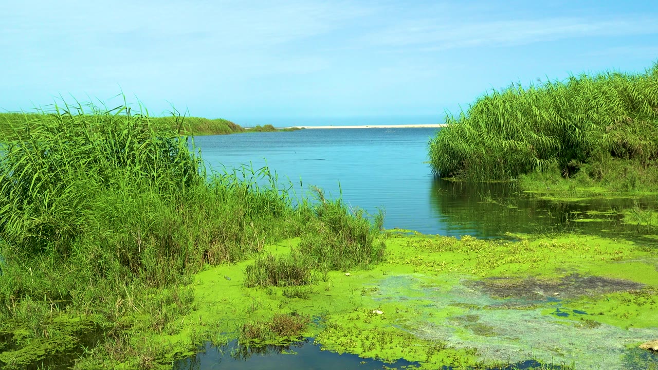 Green reeds frame a small algae-covered water edge in San Jose del Cabo, Mexico, with calm blue water and pale sky beyond, no visible people.