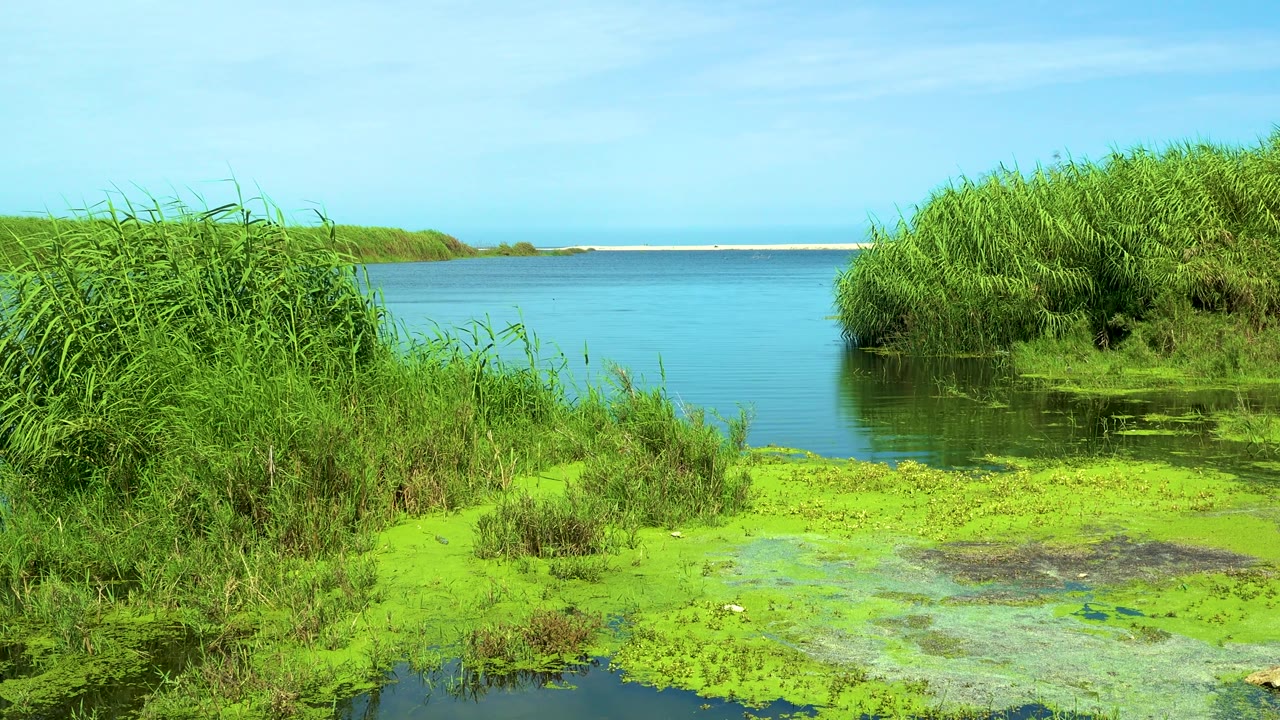 Tall green grasses fill both sides of the frame while calm blue water runs through the center under a lightly clouded sky in San Jose del Cabo, Mexico, no visible people.
