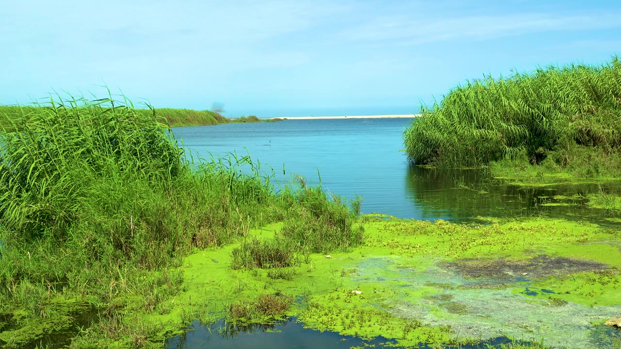Bright green algae covers the shallow foreground while reeds and brush border the waterline, leading to open blue water in San Jose del Cabo, Mexico, no visible people.