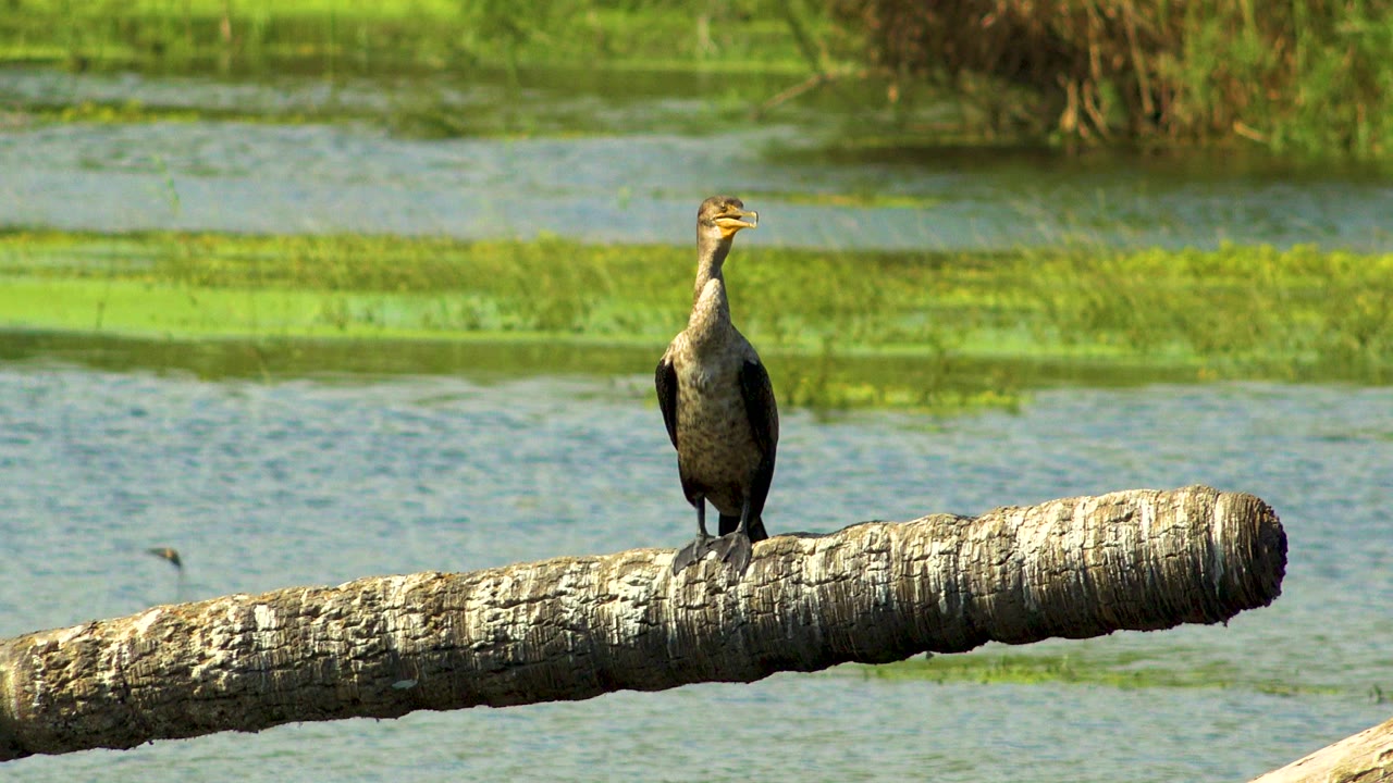 A dark waterbird stands upright on a pale fallen tree trunk over green-blue wetland water in San Jose Del Cabo, Mexico, with no visible people.