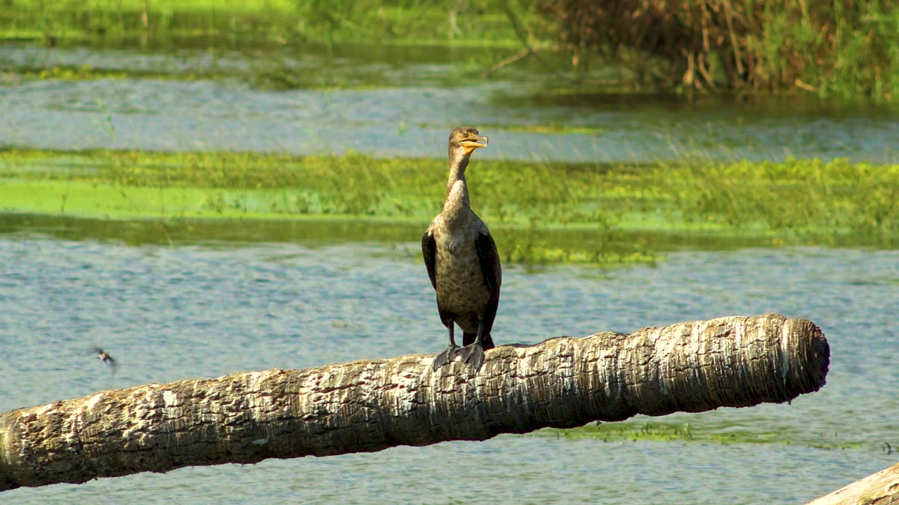 The bird remains upright on the horizontal trunk, with its head turned slightly and soft green wetland growth behind it in San Jose Del Cabo, Mexico, and no visible people.