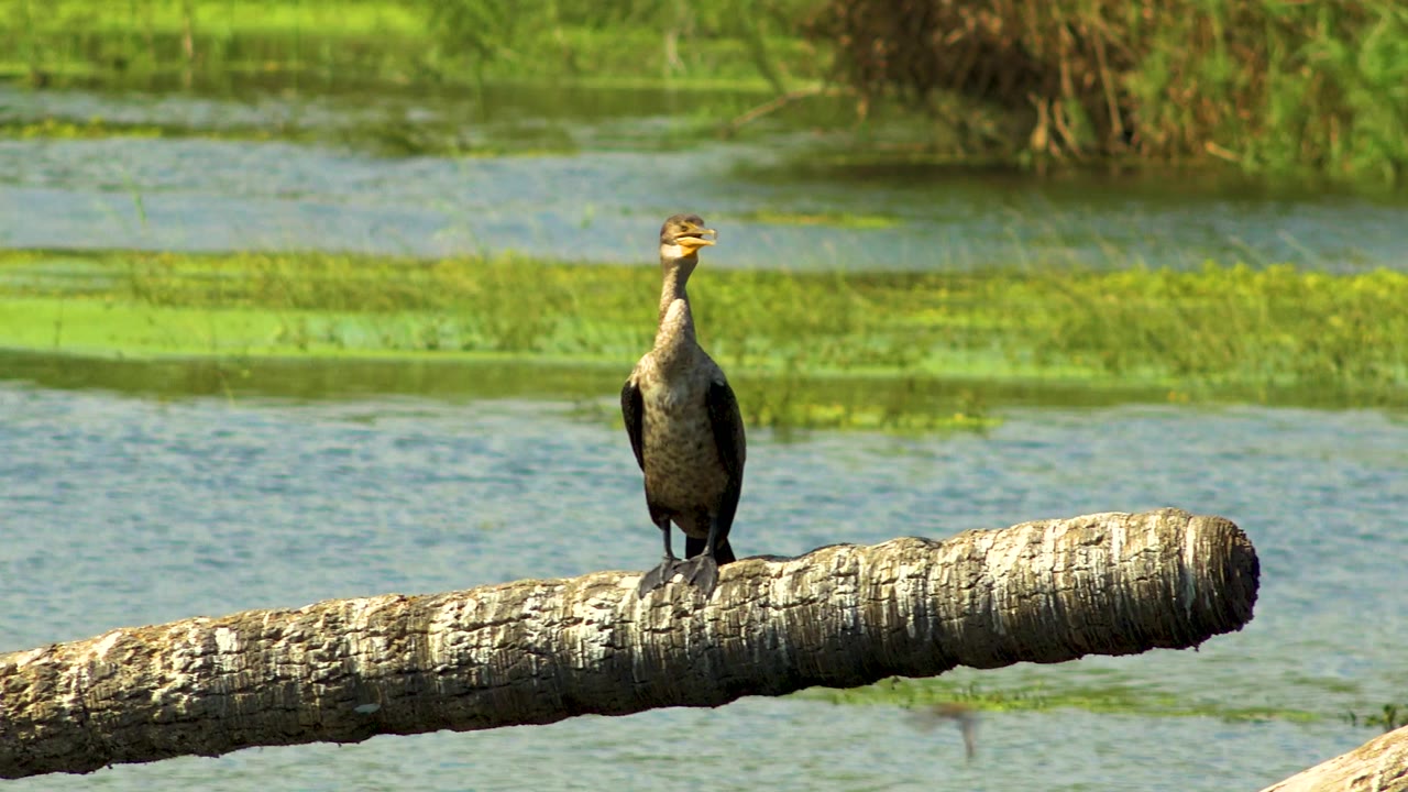 A dark waterbird perches near the end of a bleached log over blue-green water, with bright floating plants across the background in San Jose Del Cabo, Mexico, and no visible people.