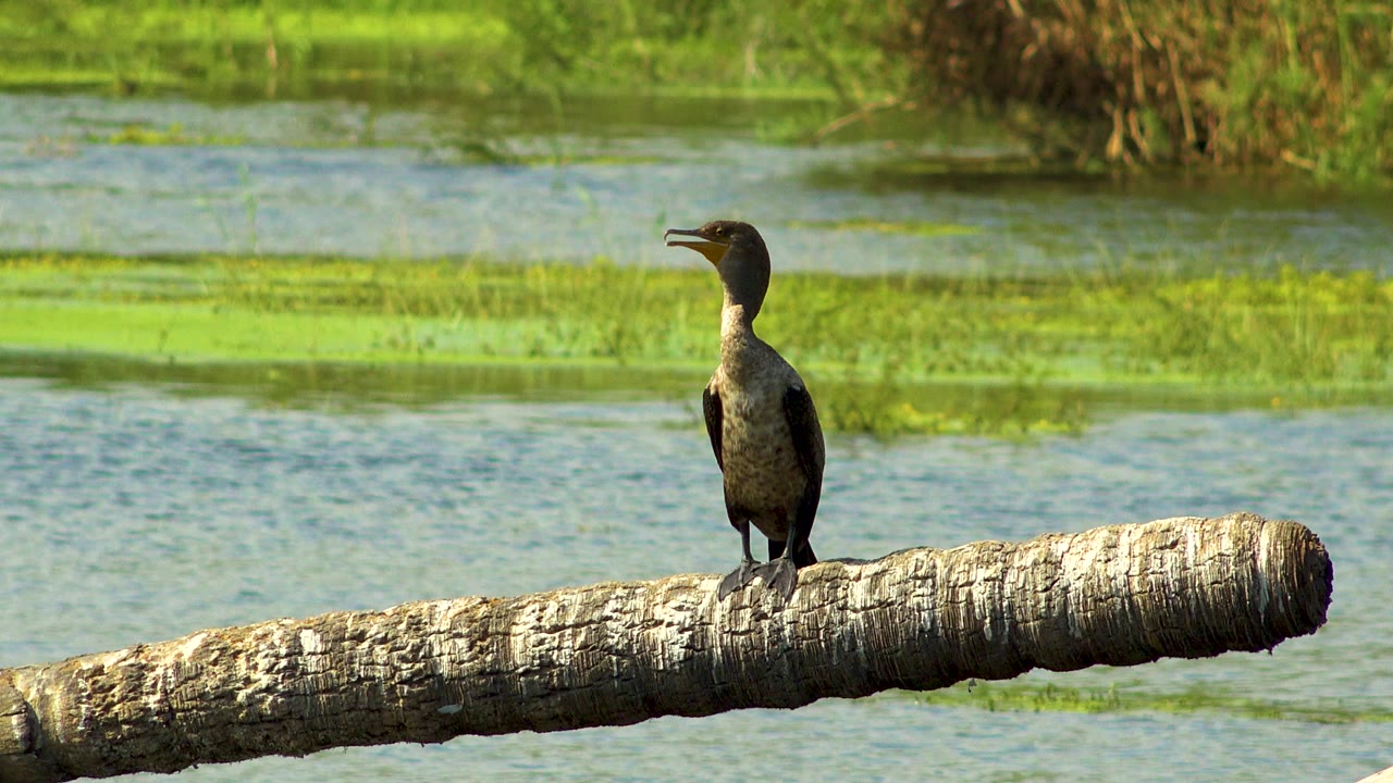 A dark bird stands upright on a pale floating log over blue-green water in San Jose Del Cabo, Mexico, with bright aquatic growth behind it and no visible people.