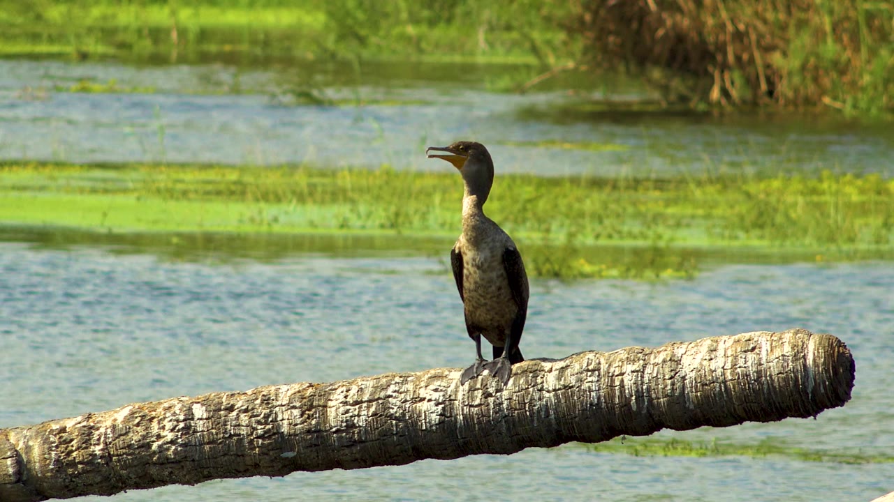 The bird remains centered on the floating log in San Jose Del Cabo, Mexico, with its head turned left over rippled water and no visible people.