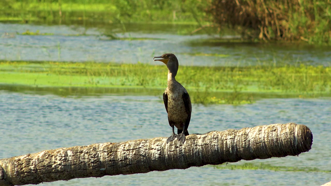 A single dark bird stands on the right side of a pale log in San Jose Del Cabo, Mexico, with green water plants forming horizontal bands behind it and no visible people.