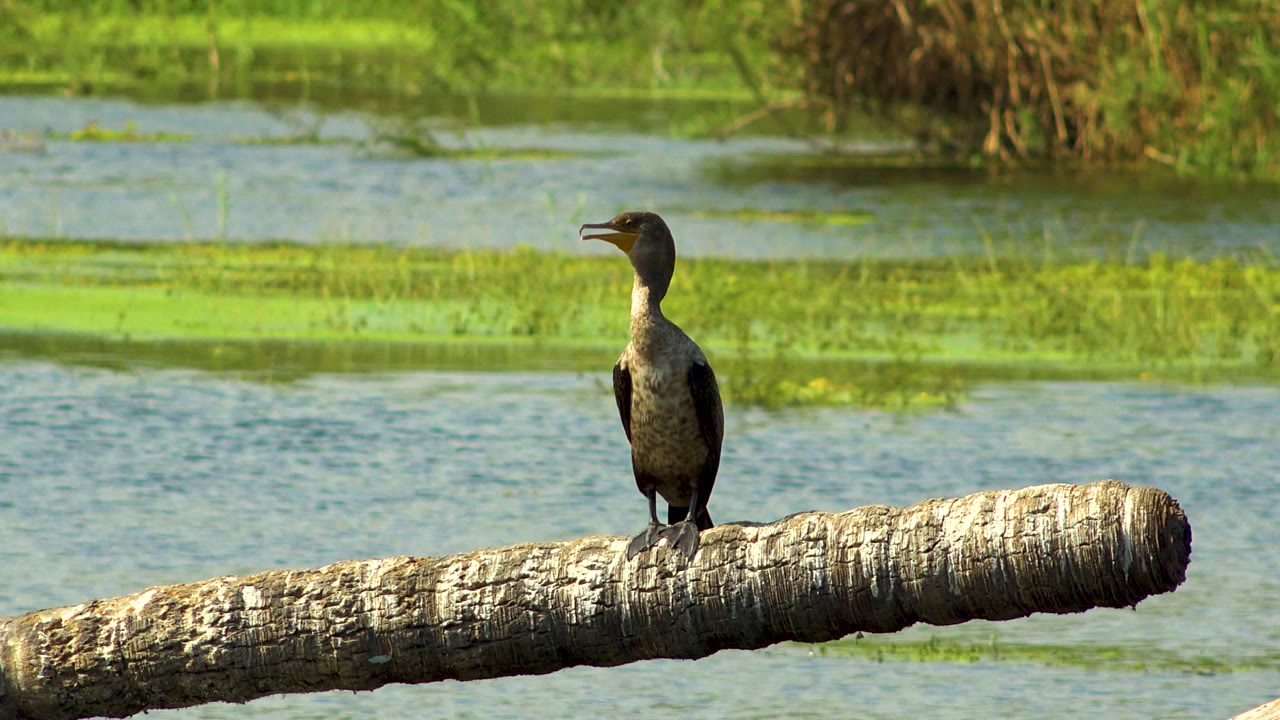 The bird stands upright on the floating log in San Jose Del Cabo, Mexico, with warm light on the log texture, soft ripples below, and no visible people.