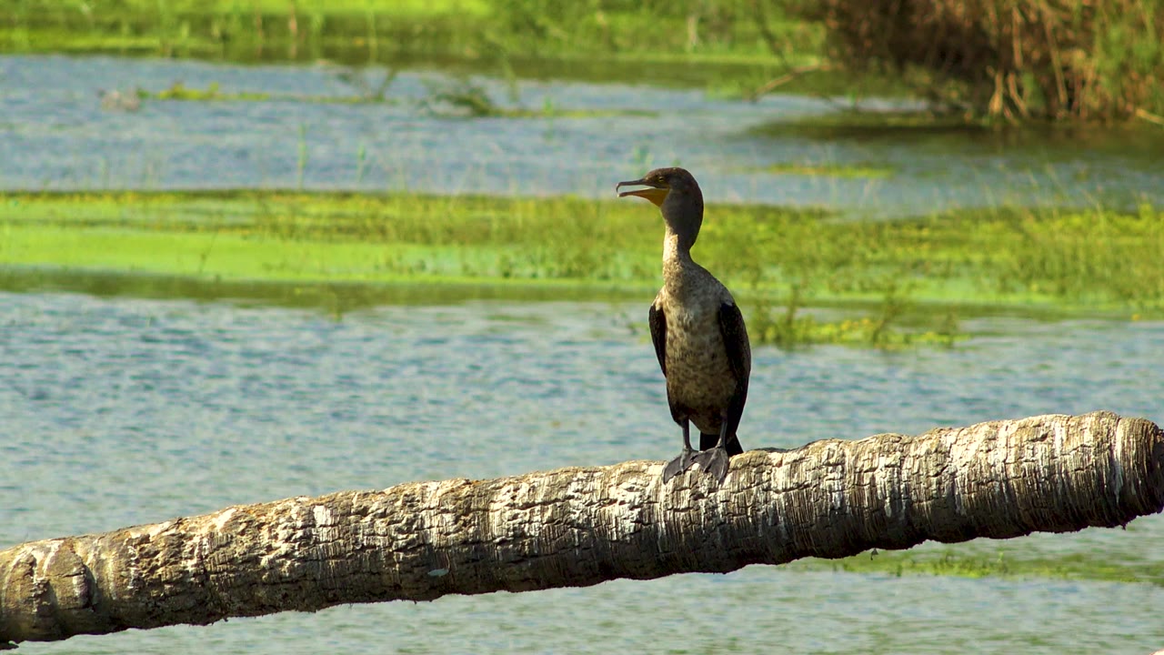 The bird remains upright on the branch in San Jose Del Cabo, Mexico, facing left as rippled water and green wetland plants fill the background with no visible people.