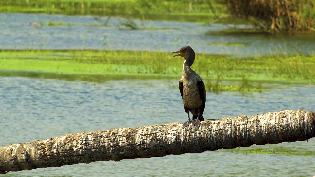 A waterbird stands on the sunlit branch in San Jose Del Cabo, Mexico, with its head angled left and soft blue-green water bands behind it, with no visible people.