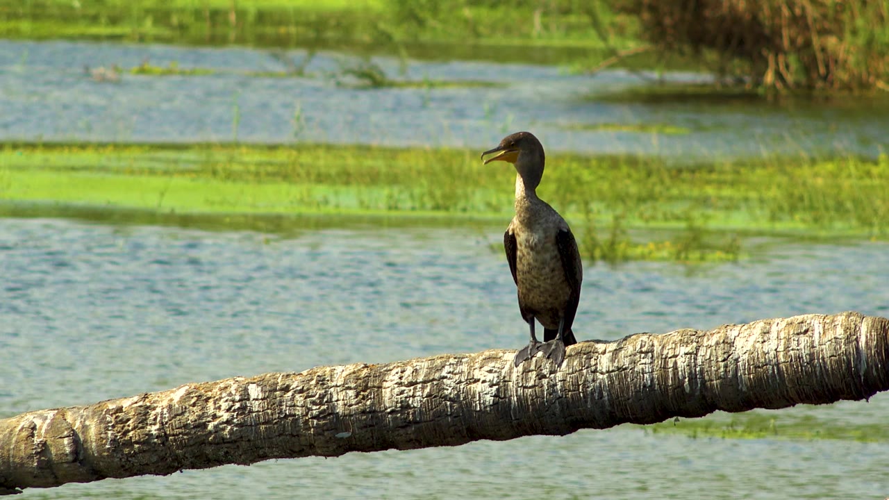 The perched bird is slightly left of center on the branch in San Jose Del Cabo, Mexico, with calm water, green plant mats, and reed shapes in the background and no visible people.