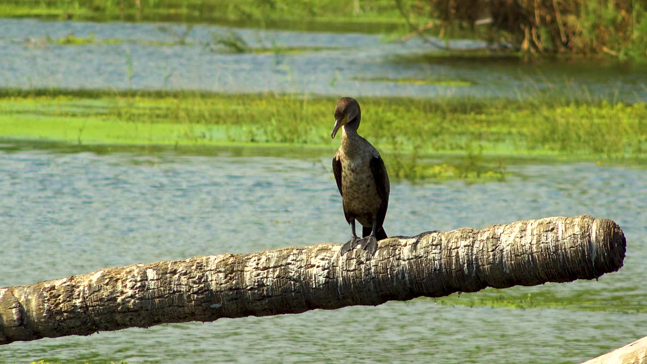 A dark water bird stands left of center on a pale fallen log over green-blue water in San Jose Del Cabo, Mexico, with no visible people.