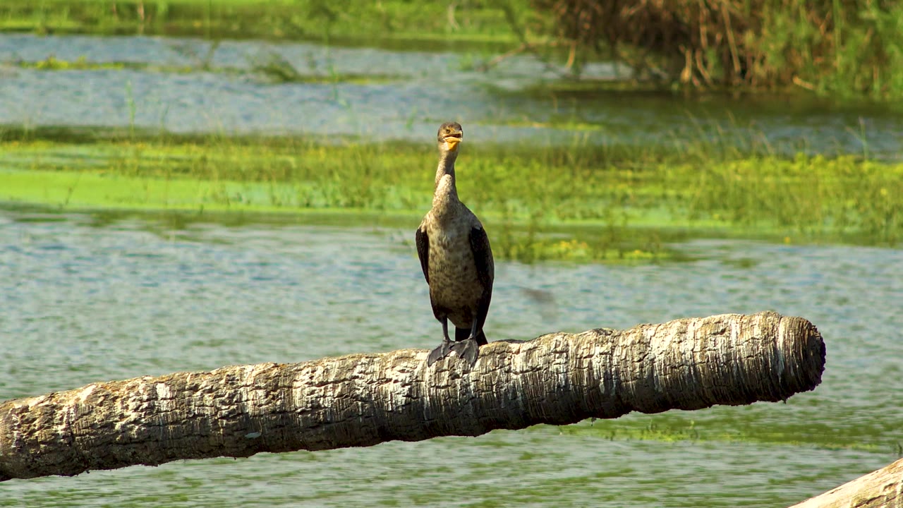 Bird standing upright on a log with rippled marsh water behind.