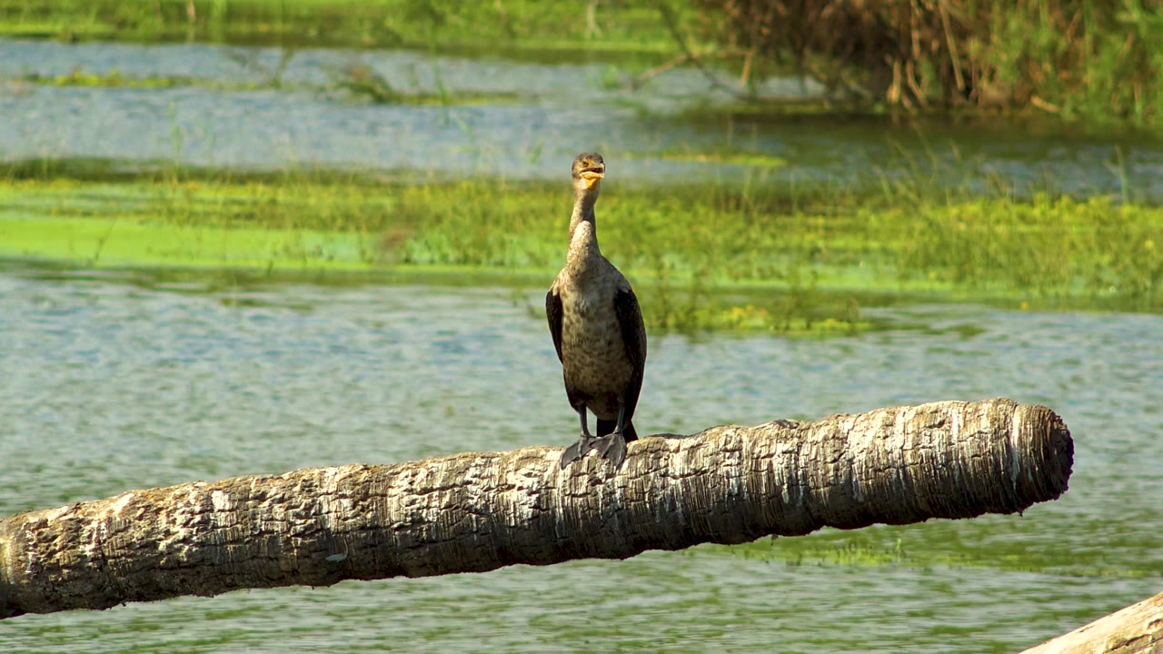 A perched bird faces slightly right on a pale fallen coconut trunk, with green wetland vegetation and water behind it in San Jose Del Cabo, Mexico, and no visible people.