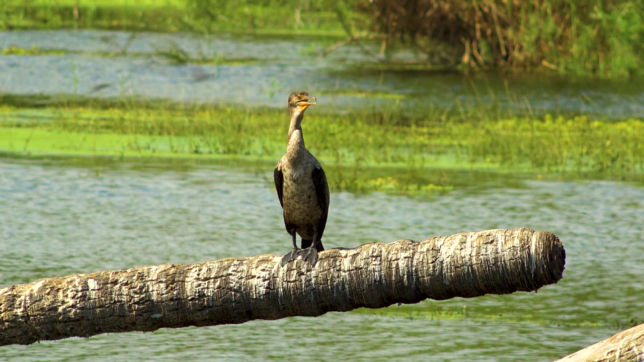 At 0:00, a dark water bird stands upright on a pale fallen branch over green pond water in San Jose Del Cabo, Mexico, with no visible people.