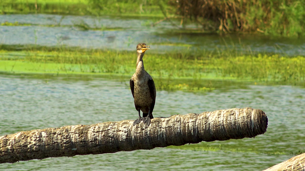 Perched water bird centered on a branch over rippled green water.