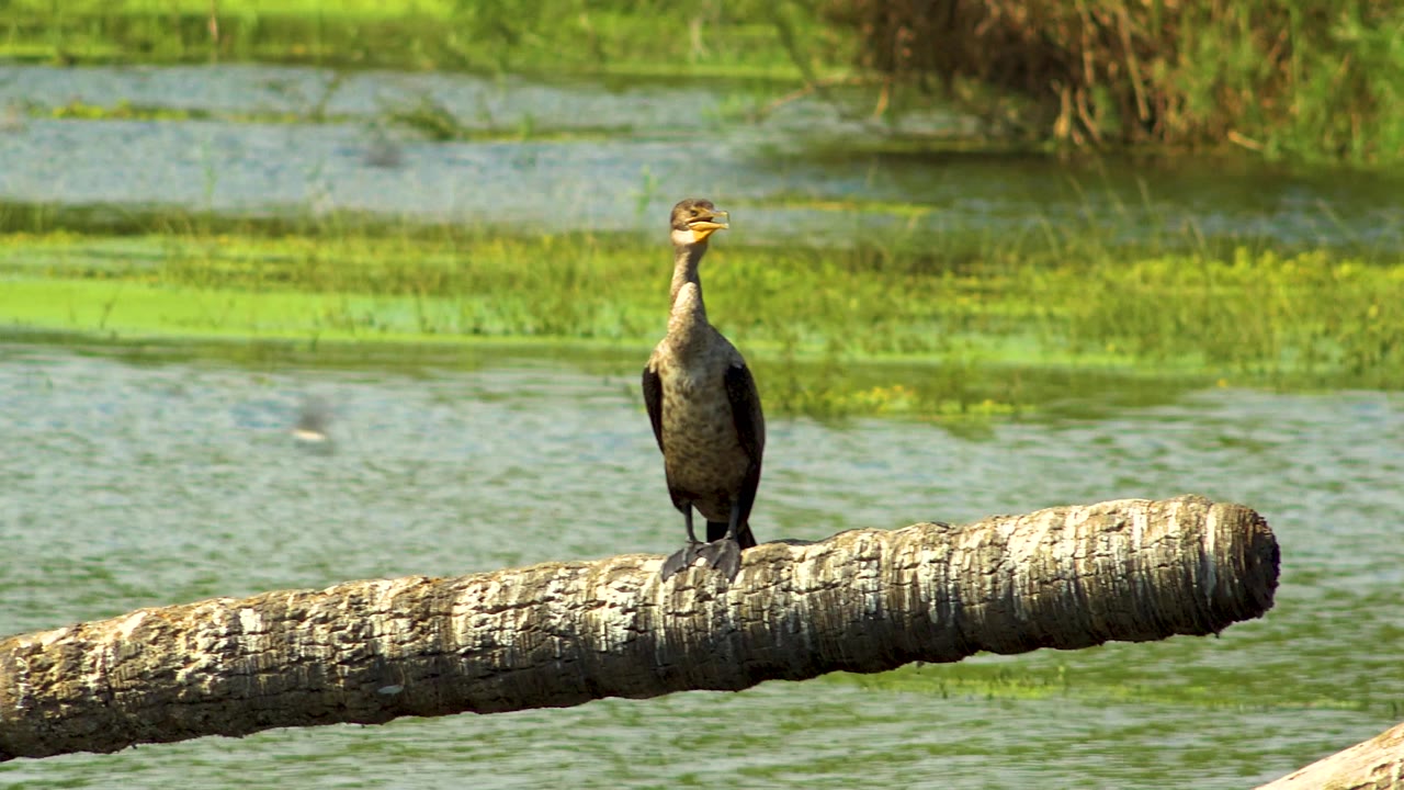At 0:02, the bird stands near the right half of the branch against green pond vegetation and pale water reflections in San Jose Del Cabo, Mexico, with no visible people.