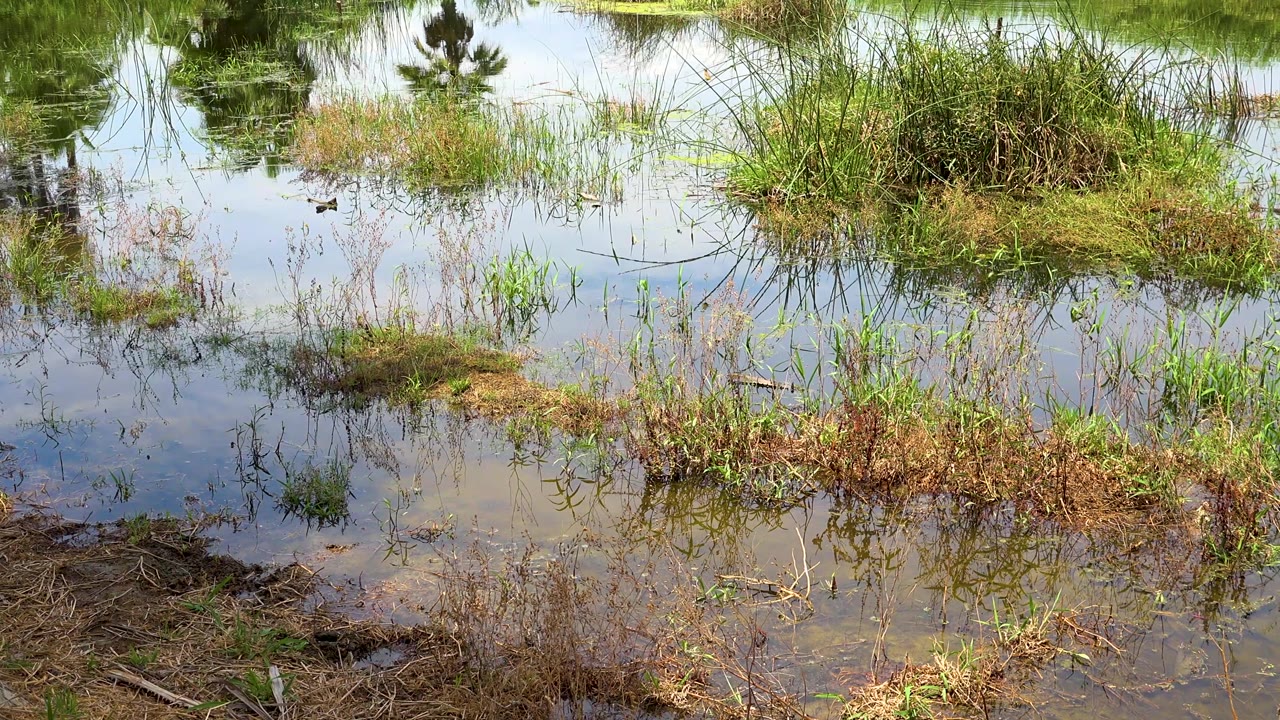A close ground-level view in San Jose Del Cabo shows reeds and grass breaking through reflective standing water, with no visible people.