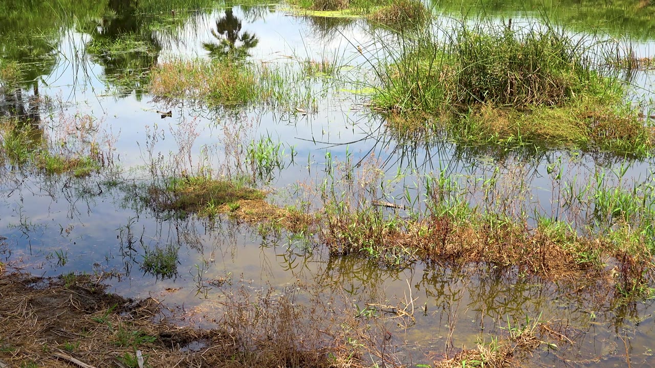 Still water in San Jose Del Cabo surrounds overgrown grass patches and low brush while trees reflect across the surface, with no visible people.