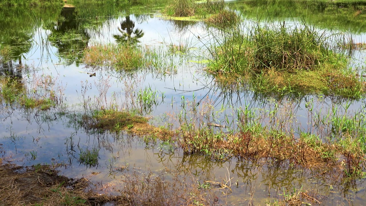A reflective pond edge in San Jose Del Cabo holds tall grass, reeds, and dense green brush beyond the waterline, with no visible people.
