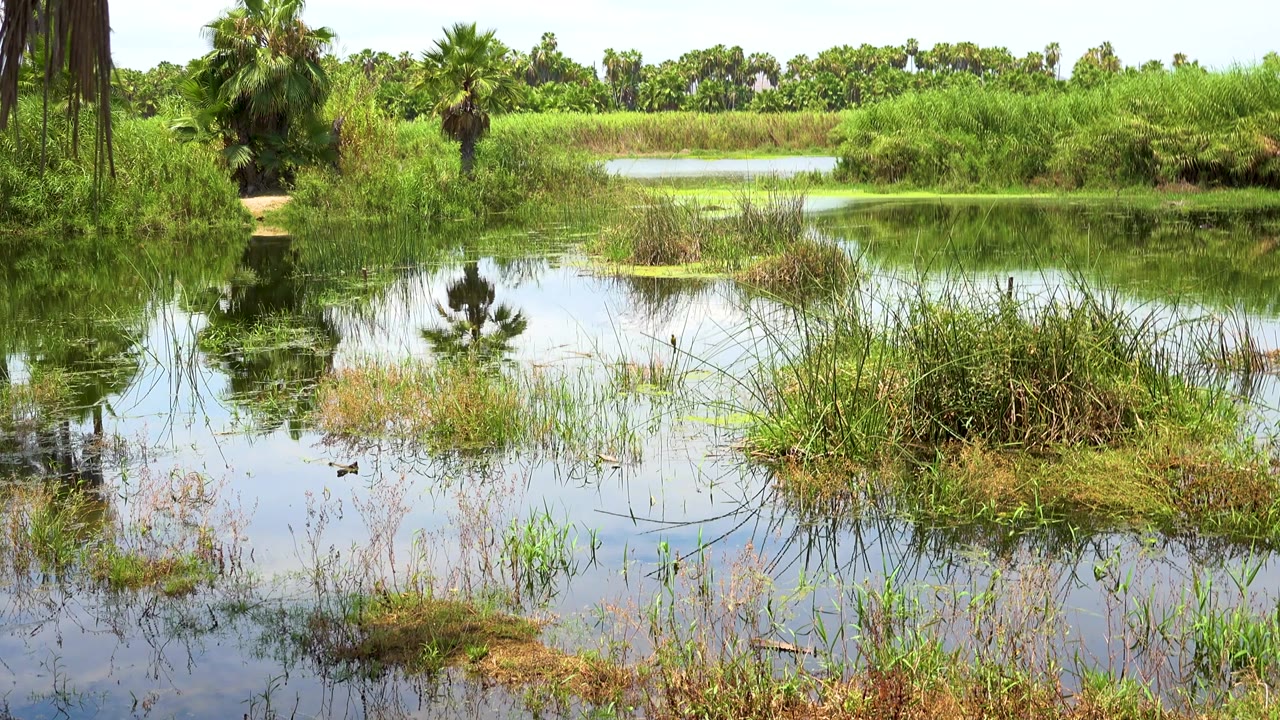 San Jose Del Cabo marsh or river view with reflective shallow water, clumped grasses, green bushes, palms on the bank, and no visible people.