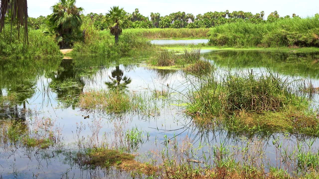 San Jose Del Cabo wetland frame with a central palm reflection in the water, low grass patches in front, thick bushes behind, and no visible people.