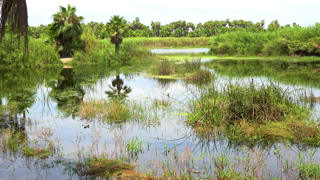 San Jose Del Cabo marsh scene with still water across the foreground, reed clumps near the center, palms on both sides of the bank, and no visible people.